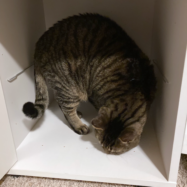Cat in cabinet. 